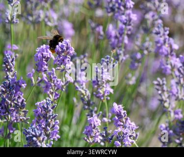 A busy bee flits joyfully from flower to flower in a vibrant lavender patch. Stock Photo