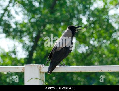Hooded crow perched on a white metal railing with its beak open while calling. Wild corvid photographed against a soft green blurred background, illus Stock Photo
