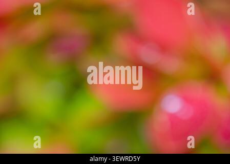 Defocused abstract green with red background. Nature blurred plant Stock Photo