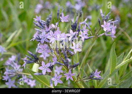 Amsonia Blue Ice, also known as blue star, in flower. Stock Photo