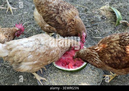 Brown hens gathered around, pecking and eating a refreshing watermelon, enjoying a healthy treat on a sunny day in an organic farm environment Stock Photo