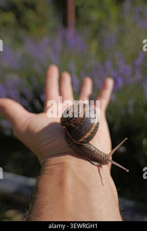 Snail slowly moving across a person's open palm, showcasing nature interaction and delicate wildlife, with blurry purple lavender flowers in the natur Stock Photo
