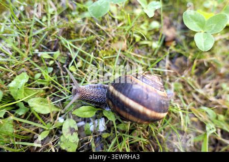 Snail gastropod slowly crawling on lush green grass and clover leaves in a natural environment, illustrating concepts of patience, persistence, and th Stock Photo