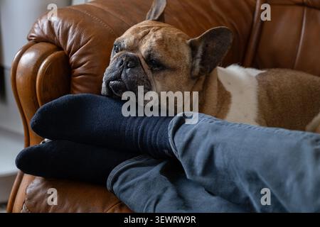A relaxed French Bulldog resting its head on the owner's legs while sleeping indoors. The cozy lifestyle image illustrates trust, companionship, comfo Stock Photo