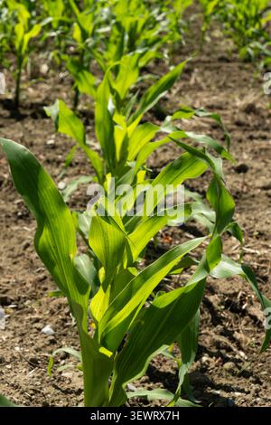 Close-up of young organic corn stalks growing on a farm plantation Stock Photo