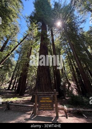 1,400 year old Colonel Armstrong redwood tree in California. Stock Photo