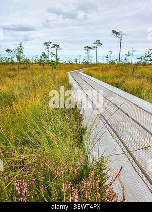 Soomaa National Park, Estonia - 29 August 2020: Wooden boardwalk winds through bog landscape with blooming heather Stock Photo