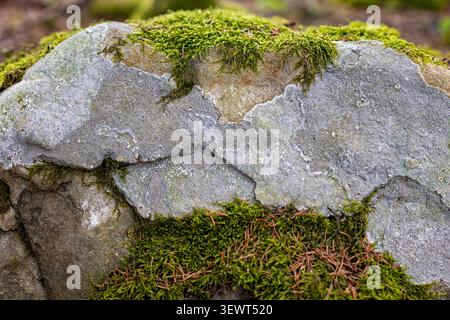 Moss and Lichen on Weathered Forest Rock. Close-up of a gray weathered rock covered with bright green moss, pale lichen, cracks, and fallen pine Stock Photo