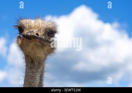 Close-Up Ostrich Portrait Against Blue Sky. Close-up portrait of an ostrich head and long neck looking toward the camera, with textured feathers Stock Photo