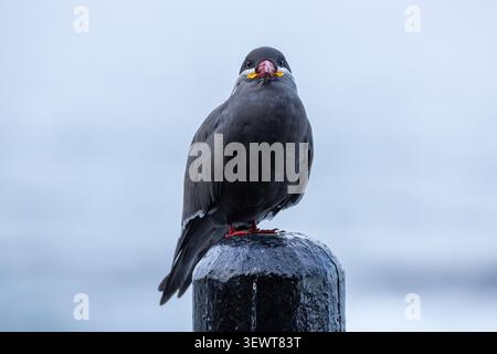 View of an Inca tern with its distinctive white mustache and red beak perched on a black post against a soft blurred background in Chile. Stock Photo