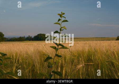 Golden wheat fields, wild daisies, and meadow plants glowing under a dramatic sunset sky in the countryside.⁠ Stock Photo