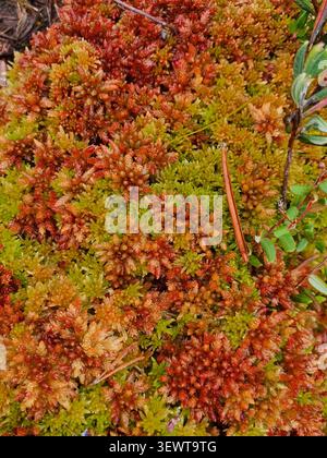 Close-up of colorful sphagnum moss in shades of green, orange and red growing in a bog. Stock Photo