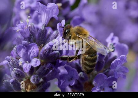Honey Bee Foraging on Blooming Lavender Flower Closeup Stock Photo