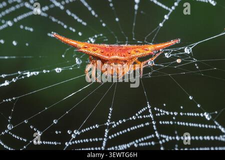 View of a vibrant orange spiny orb-weaver spider resting on a delicate dew-covered web in the rainforest of Ranomafana, Vatovavy-Fitovinany, Madagasca Stock Photo