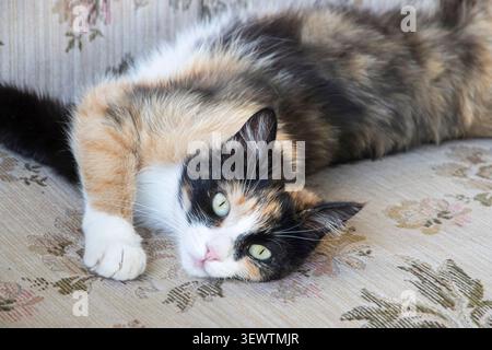 Long-haired calico cat resting on a vintage floral sofa indoors with calm expression and direct eye contact in soft natural light. Stock Photo