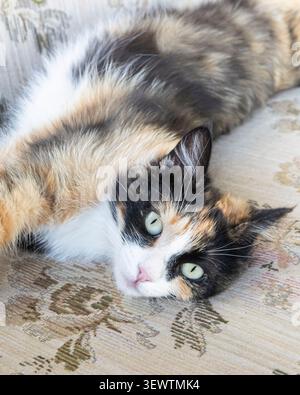 Beautiful long-haired calico cat resting on a floral upholstered sofa with gentle eye contact, cozy indoor atmosphere and natural daylight. Stock Photo