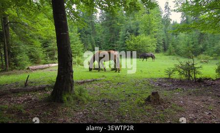 A brown horse and a black horse graze peacefully in a clearing surrounded by tall pine trees in a mountain forest setting. Stock Photo