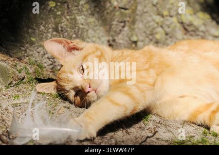Red cat playing with feather toy in garden on sunny day Stock Photo
