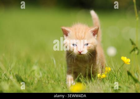 Red kitten walking across a grassy meadow outdoors. A curious young domestic cat exploring a natural garden or countryside environment. Stock Photo