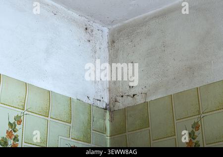 Close-up view of black mold spreading on a white ceiling and wall corner above patterned wallpaper, showing signs of dampness and poor ventilation in Stock Photo