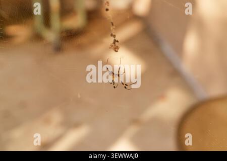 Banana Spider hanging in its web on a back porch in Southeastern Georgia USA Stock Photo