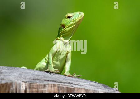 Cape Spiny-tailed Iguana (Ctenosaura hemilopha) Stock Photo