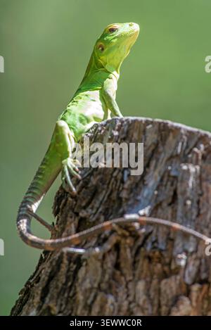 Cape Spiny-tailed Iguana (Ctenosaura hemilopha) Stock Photo