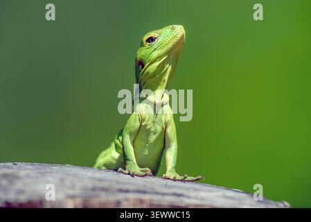 Cape Spiny-tailed Iguana (Ctenosaura hemilopha) Stock Photo
