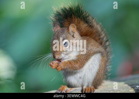 Close-up Portrait of young American Red Squirrel (Tamiasciurus hudsonicus) eating seeds Stock Photo