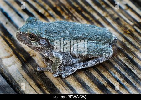 Macro image of a Coap's Gray Treefrog. Stock Photo