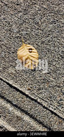 Golden Autumn Leaf with Water Droplets on Rough Concrete Surface in Natural Sunlight Stock Photo