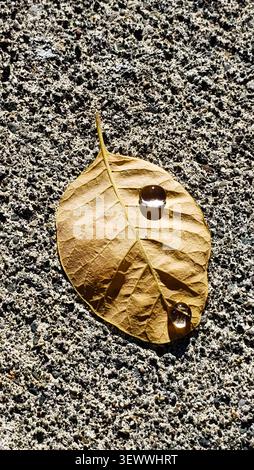 Close Up of Golden Autumn Leaf with Water Droplets on Textured Concrete Background Stock Photo