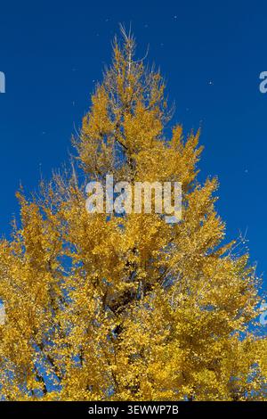 A bingo tree with yellow autumn leaves falling from it. Kudanshita, Tokyo, Japan. Stock Photo