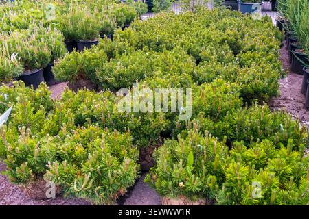Young mountain pine (Pinus mugo) shrubs with root balls and in containers at a plant nursery. Evergreen conifer plants for landscaping, home gardens, Stock Photo