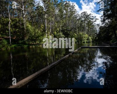 View of Pemberton Swimming Pool surrounded by tall karri trees and lush forest in Pemberton, Western Australia, Australia. Stock Photo