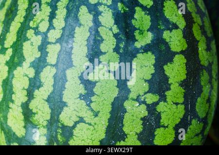 Green striped watermelon skin texture. Stock Photo