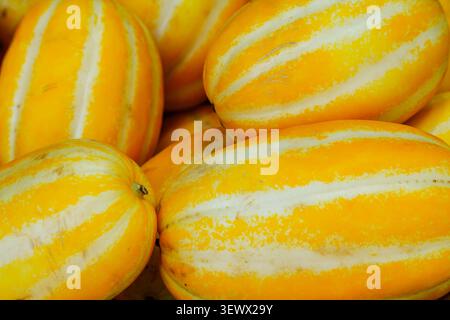 Macro of striped yellow korean melons. Stock Photo