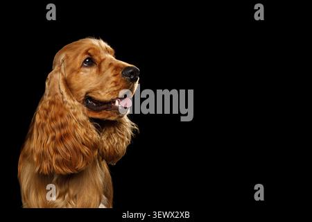 English Cocker Spaniel with open mouth and tongue out, sitting in profile view, studio portrait on black background Stock Photo