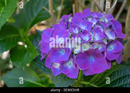 Close-up of hydrangea macrophylla flowers with pointed petals blending purple, blue and cream hues. Decorative bloom with blue centers against leafy g Stock Photo