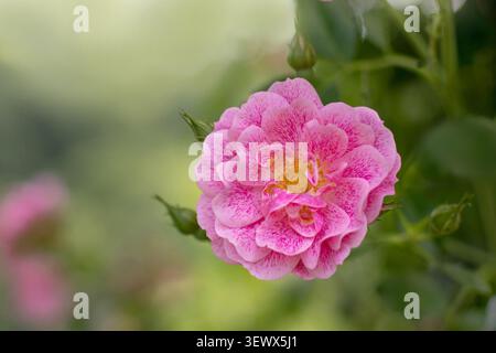 Close-up of an open double pink rose with yellow stamens and darker pink streaked petals. Beautiful garden flower against a soft blurred background. Stock Photo