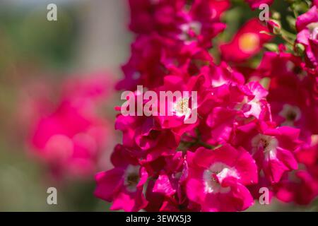 Vibrant crimson rose flowers with white centers and golden stamens covering the branches. Shallow depth of field creates a soft and romantic garden ba Stock Photo