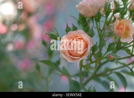Cup shaped floribunda rose in apricot, salmon and orange tones with flower buds. Soft focus pink and orange roses create a colorful garden background. Stock Photo