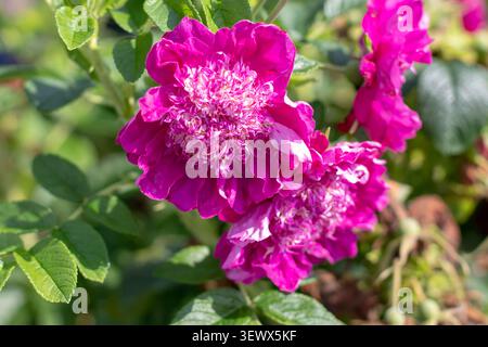 Red violet park rose flowers with a peony-like form, featuring numerous pale inner petals and visible stamens. Ornamental rugosa hybrid in full bloom. Stock Photo
