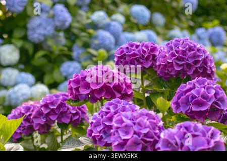 Soft purple Hydrangea macrophylla flower heads in focus against a dreamy background of pale blue hydrangea blooms. Elegant hortensia colors create a r Stock Photo