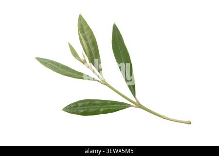 Olive branch isolated on white background. Timeless symbol of peace, hope, reconciliation, wisdom and prosperity with elegant Mediterranean foliage. Stock Photo