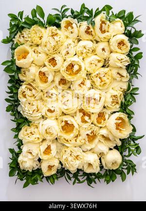 Peony Lactiflora 'Lemon Chiffon' Stock Photo