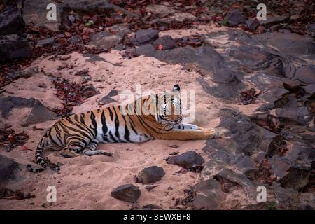 Medium shot of a tigress lying on sandy ground surrounded by dark rocks and colourful dry tendu leaves. The big cat is appears relaxed yet alert. Stock Photo