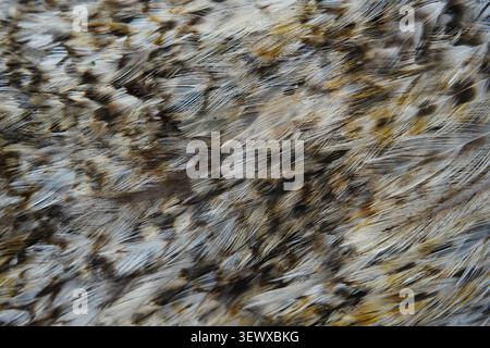 Feather texture close-up shows the linear texture and layered texture of feathers. Stock Photo