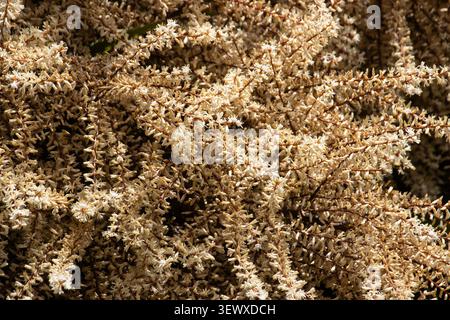 The Cabbage Tree was native to New Zealand but became a popular ornamental tree in Victorian times. They are robust and hardy, well suited to cool Stock Photo