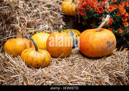 Fall seasonal decoration featuring various orange pumpkins on hay bale with red chrysanthemums outdoor rustic farm decor for thanksgiving Stock Photo